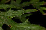 Swamp thistle